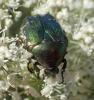 Cetonia aurata